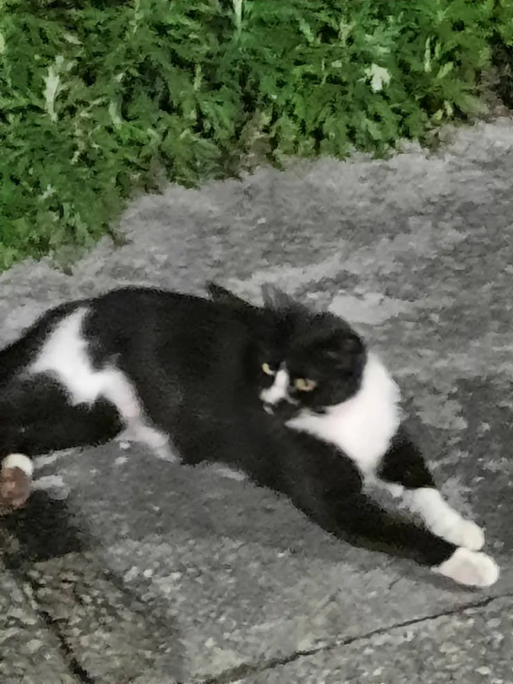 牠其實一直都很乖。