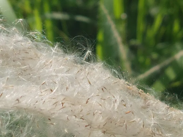 又乾淨又柔軟的白茅，自古就被認為是一種非比尋常的神聖植物，不管是政治上的分封土地、宗教祭祀、甚至愛情等各個領域，都可見到先民用白茅做襯墊的古老習俗。