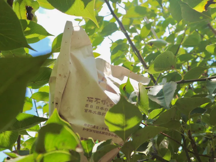 在樹上一袋袋的梨子