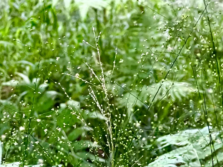 好像滿天星。很繽紛。