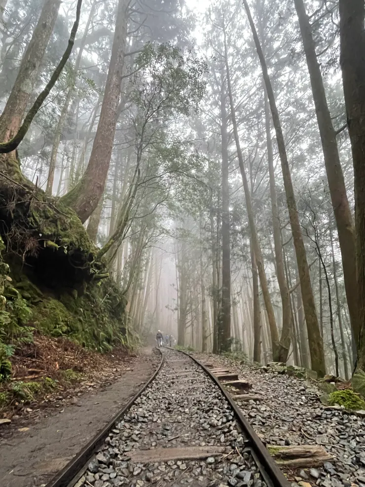 微霧，充滿芬多精的地方