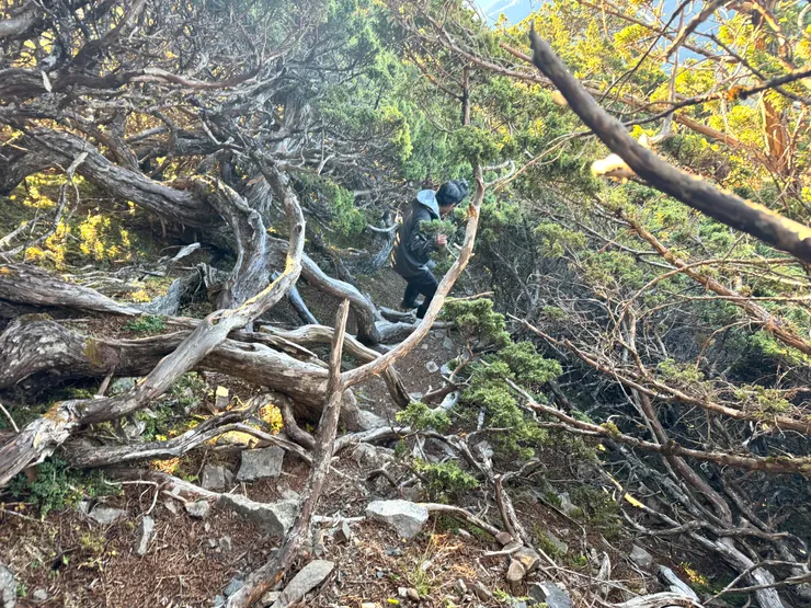 兩旁的圓柏交錯在上方形成屋頂