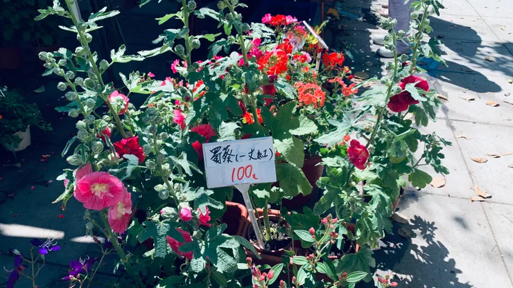 很喜歡的蜀葵花,不過我知道家裡沒日照應該種不好,懂得放棄也是一種人生哲學😂