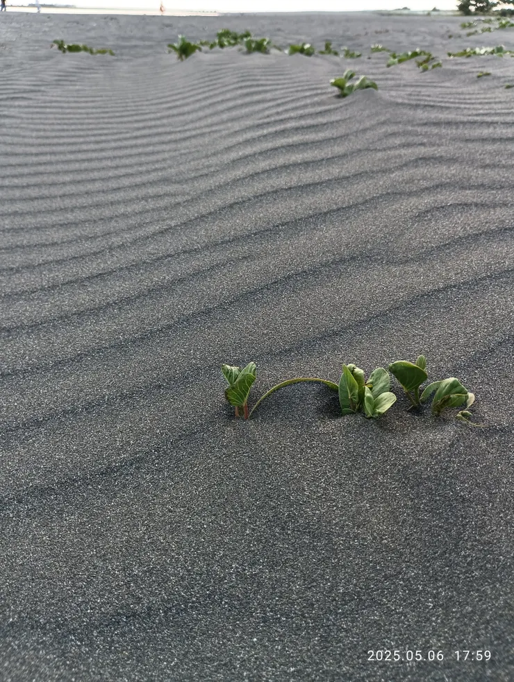 獵獵驚沙成行陣