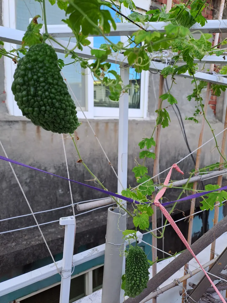 廢物利用做成的藤架，還有營養不良的苦瓜。期待百香果快快長大，好讓百香果的藤蔓，爬滿整個藤架，那個畫面一定很美！