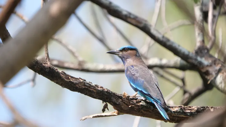 棕胸佛法僧(名字很酷)