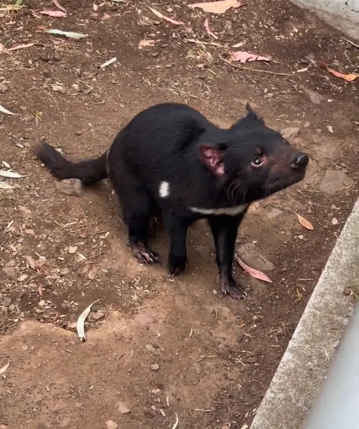 Tasmanian Devil