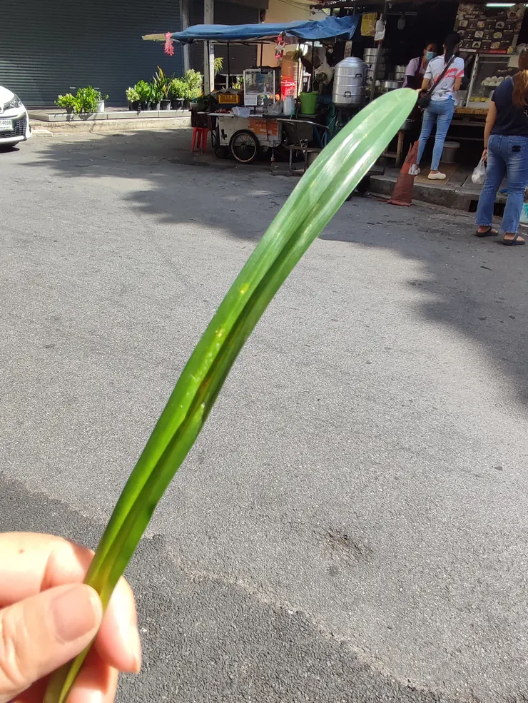 這就是香蘭葉