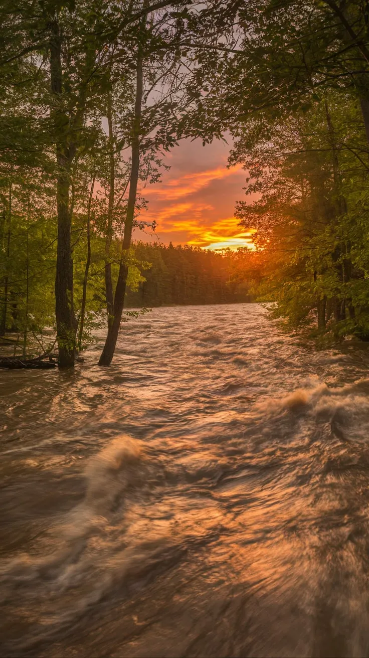 River’s water get outflow and flood comes in forest