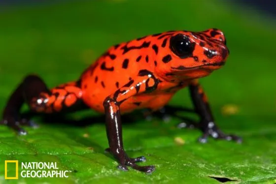 這個是警戒色，不是好呆萌好好對付，不要真的搞死自己