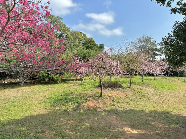 小小日本公園，種了許多不同種類的櫻花樹