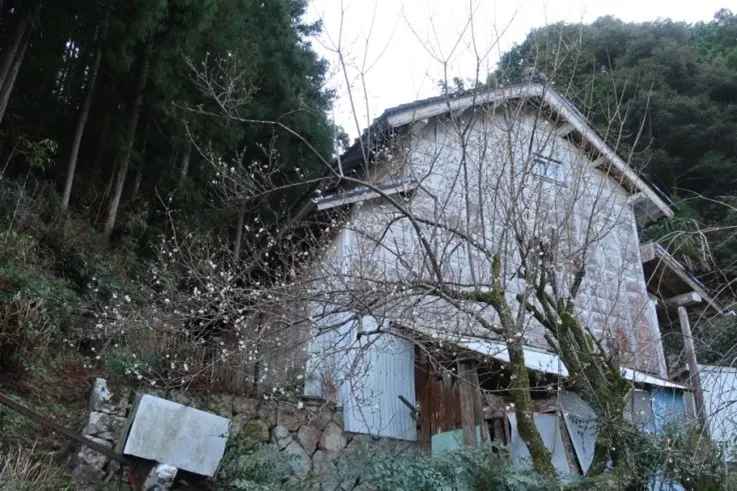 稀稀落落的花，別有意致