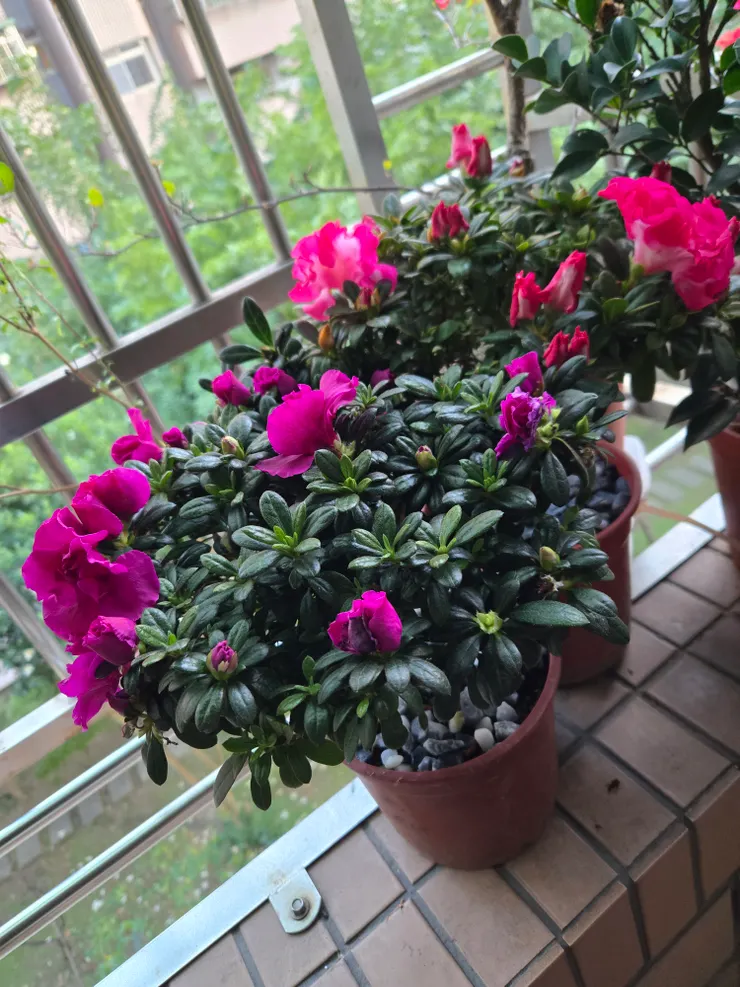 這是剛買回來的時候拍的，現在開更多了