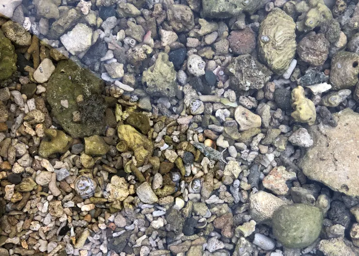 潮間帶小動物在哪裡？