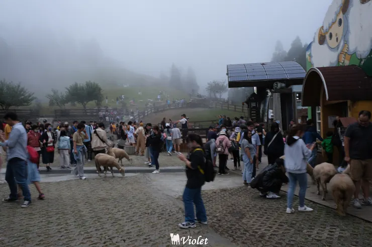 青青草原綿羊秀結束