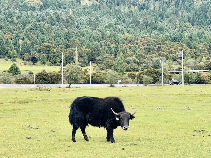 離氂牛太近會被撞喔…