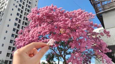 洋紅風鈴木-彰化家扶