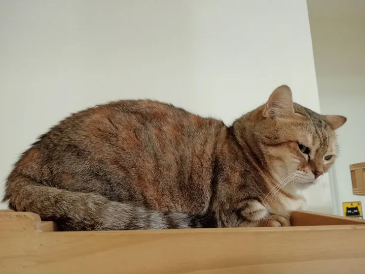 示意圖，與本賽無關的愛貓