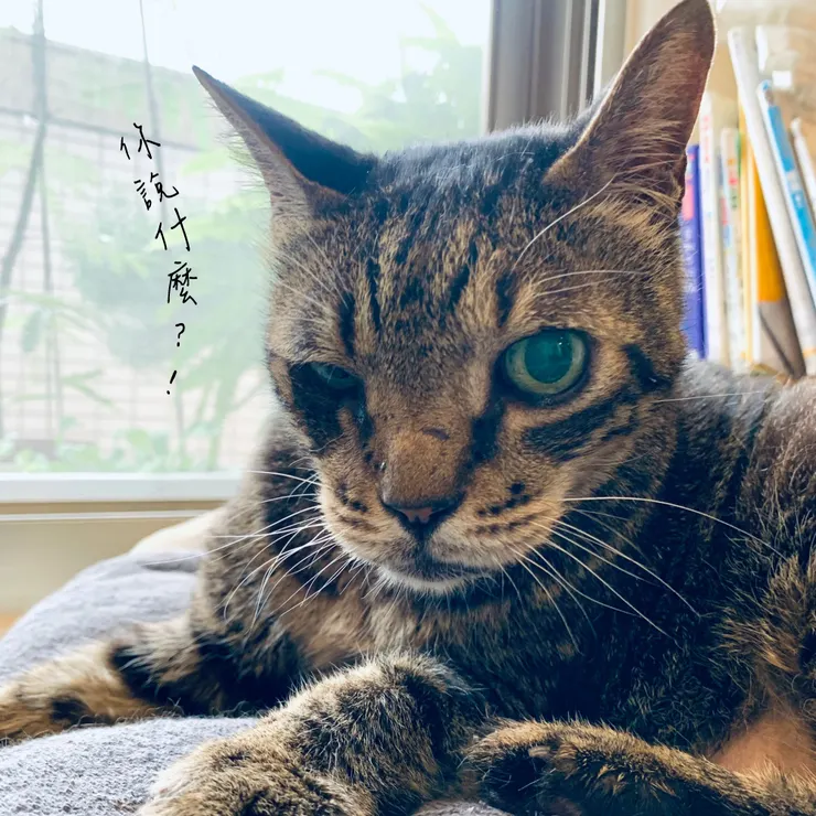我家貓爺爺．萊姆（因為眼睛小時候受傷有點大小眼）
