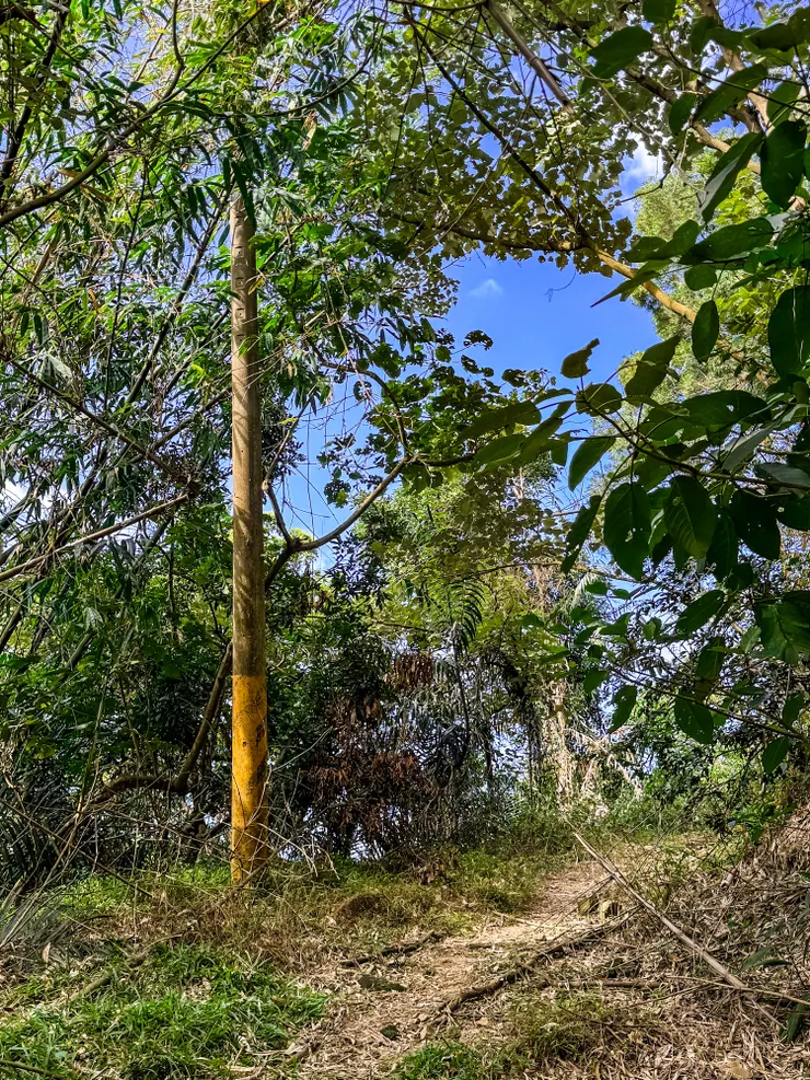 上上下下許久，好不容易走往雙頭山的路上，突然出現電火柱仔，或許在以前這是情侶開車上來看夜景的地方？🤭