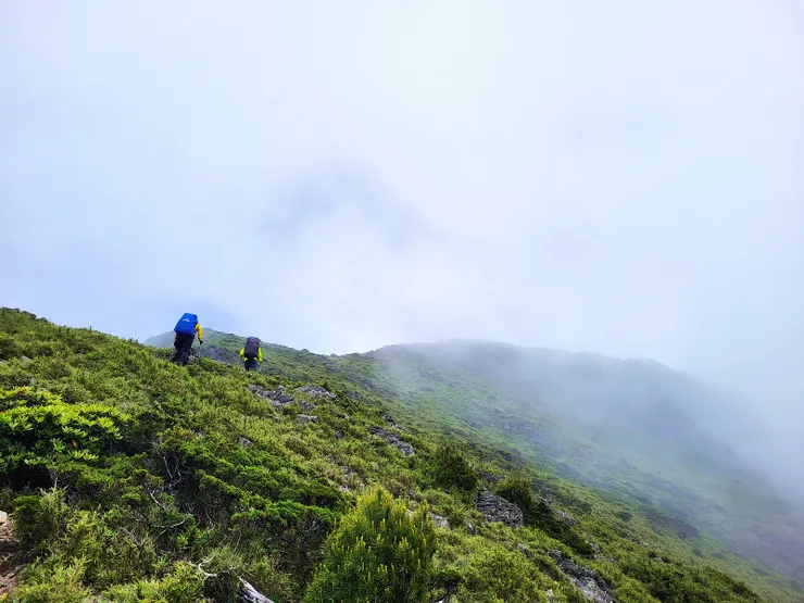  迷霧中的大草原