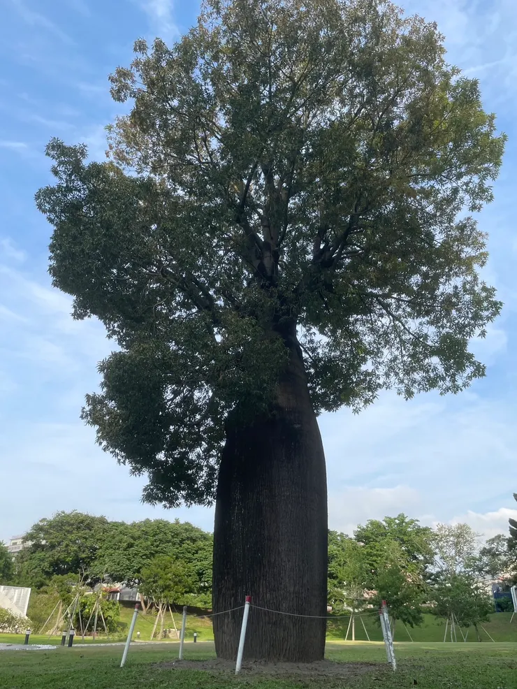 佛肚樹。攝於科博館。
