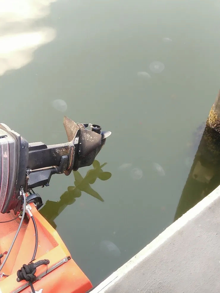 港口竟然有好多水母!超可愛超療癒!