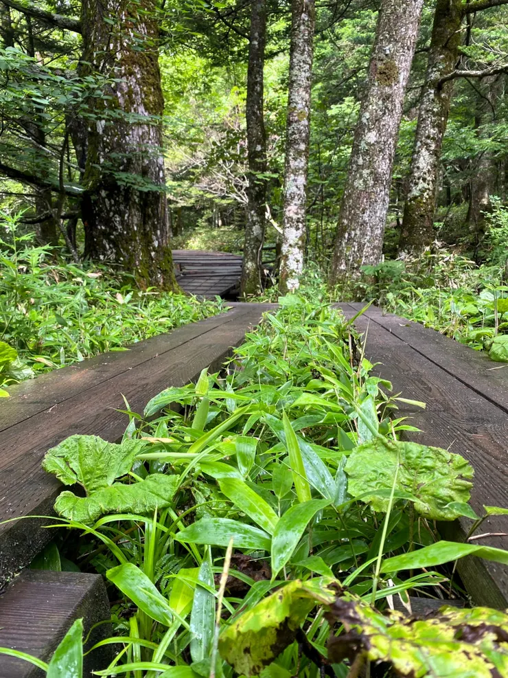 架高的木棧道，給予植物更多空間生長
