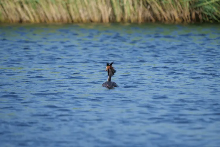 鳳頭鸊鷉成鳥，髮型很酷