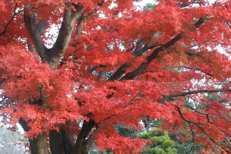 裡面最紅的一棵