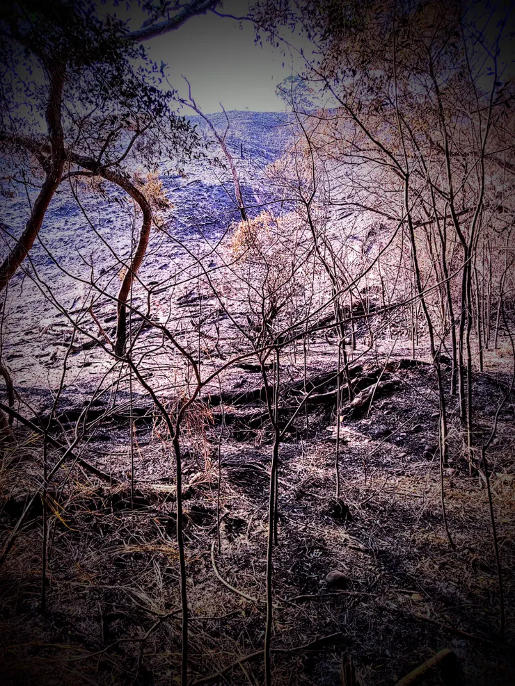 photographer by Hsun 大肚山燒山後的一角