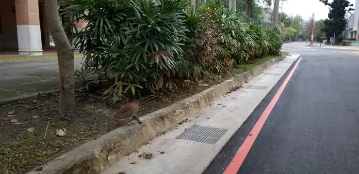 道路上的黑冠麻鷺地瓜
