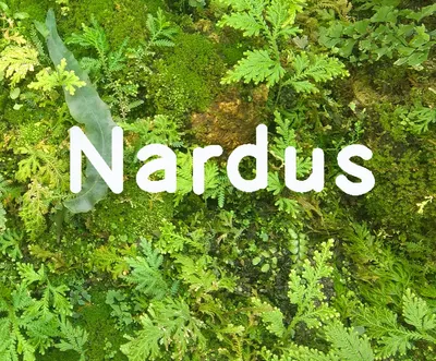 納德絲 (Nardus)閱讀俱樂部