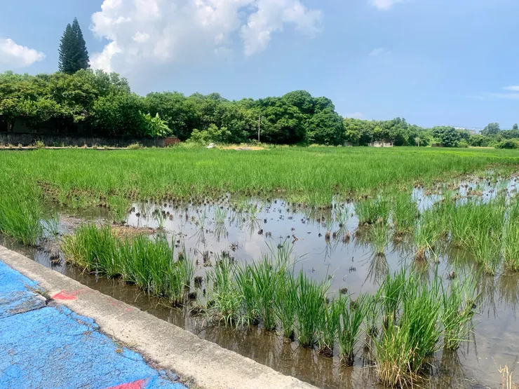 這一大片田野 一瞬間就把我拉回兒時外婆家鄉間的回憶