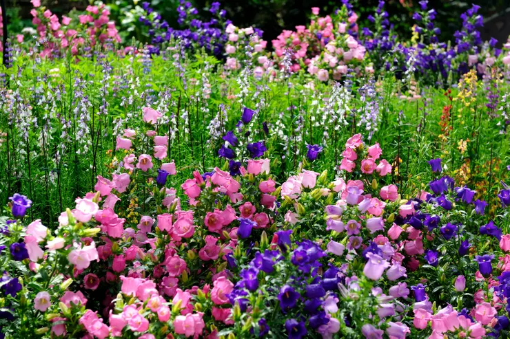 【溫帶花卉區,鈴鐺花。】