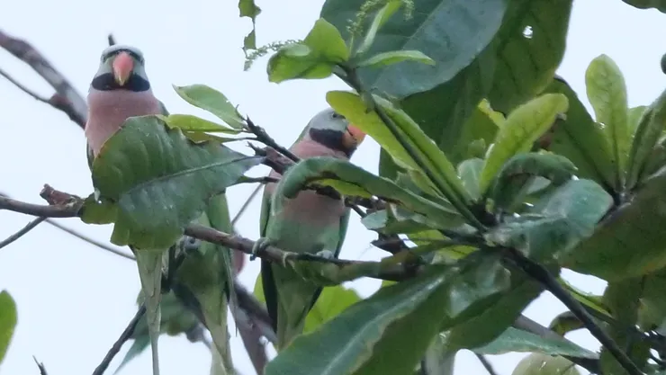 再來比對一下，也有“鬍鬚”的鸚鵡