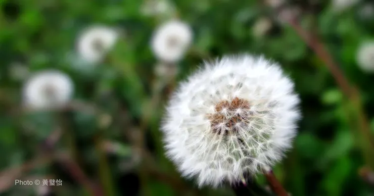 願我們能有蒲公英的智慧，專注做好自己，憂慮的思緒就叫它們隨風消散吧。
