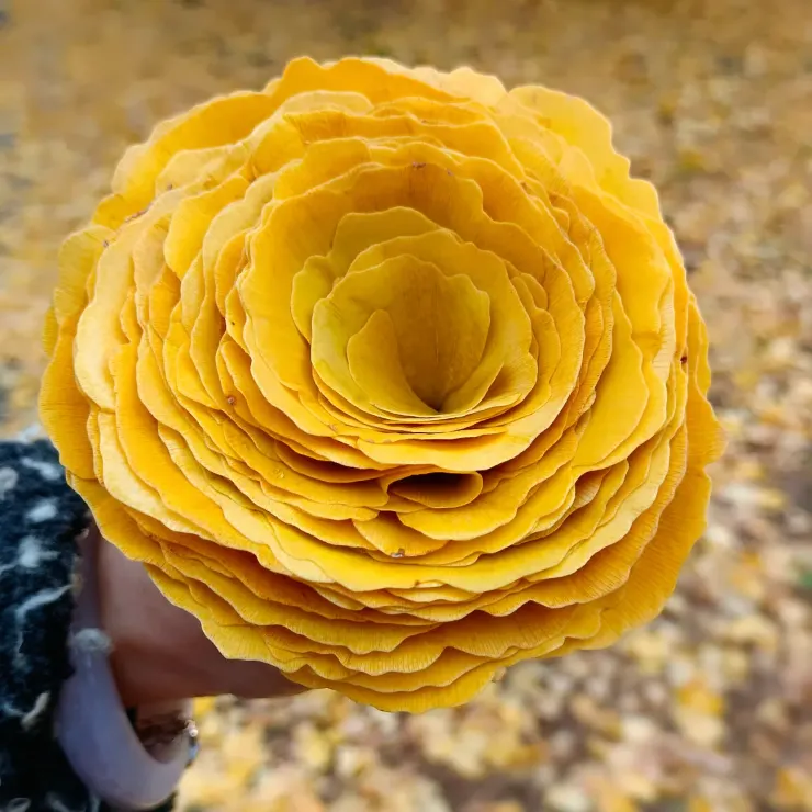 朵朵都是我前世的盼望