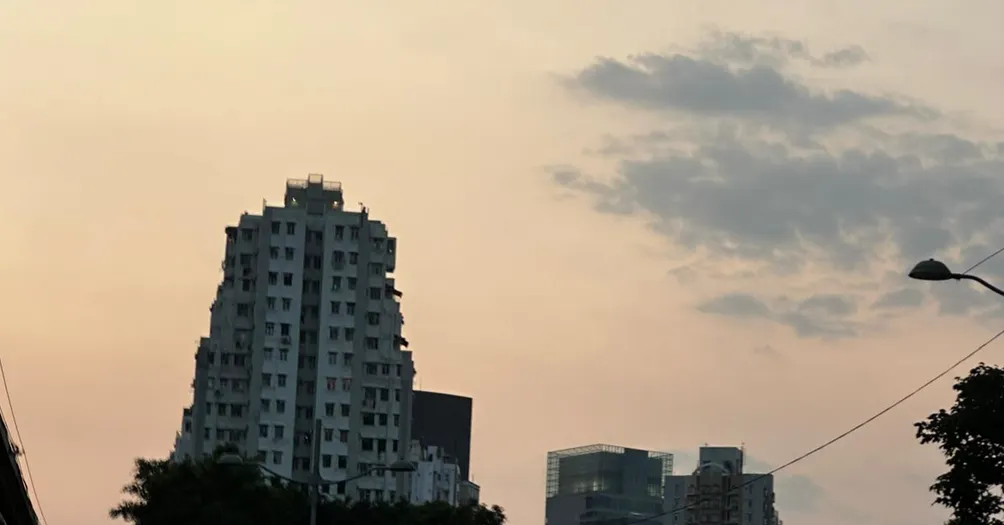 為你遮蔭的大樹