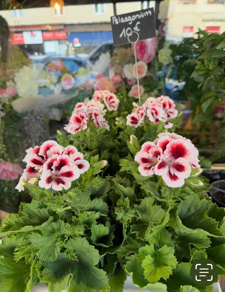 看到標售的價格有點小貴,有點明白為什麼這個城市的窗台都沒有草花了