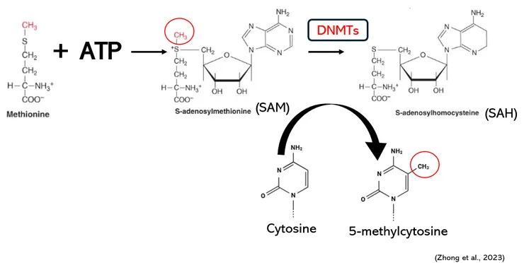 如何把甲基轉移到DNA上(本人製)
