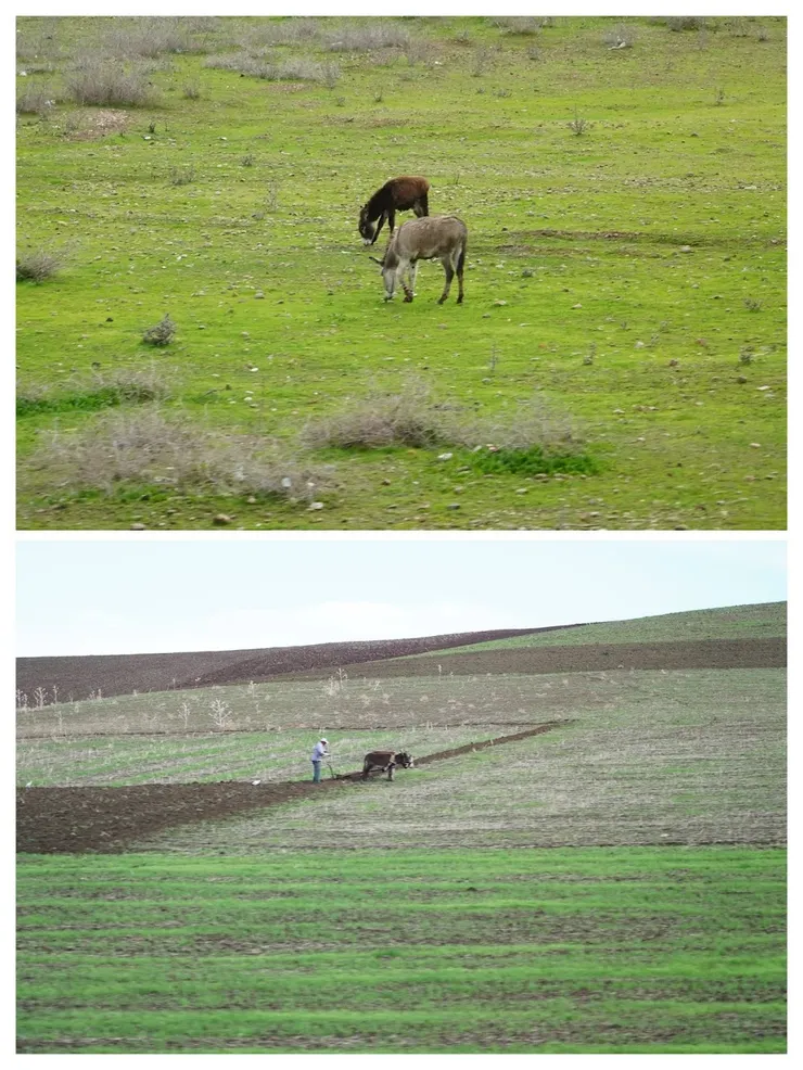 農家的驢子幫忙耕田