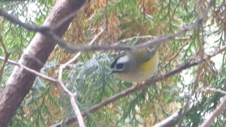 今次未有見開冠