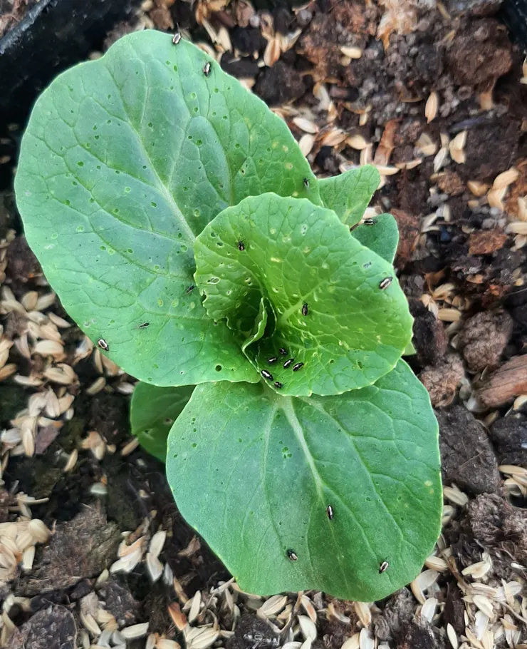 之前種植的青江菜，上面爬滿黃條葉蚤，跳躍能力非常強