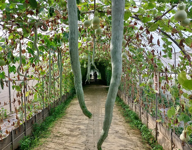 ▲2024桃園蓮花季/圖片來源:Betty's Jump Diary