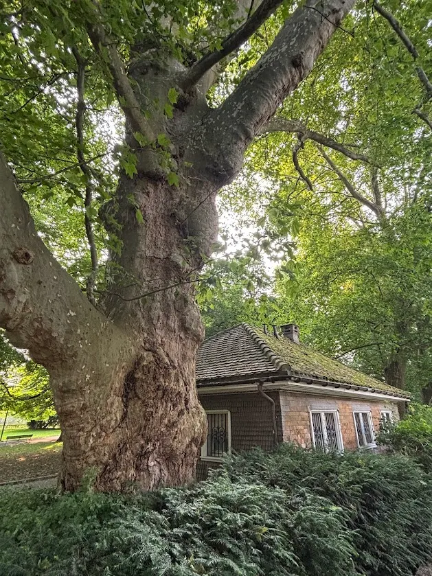 我總是忍不住靠近這樣的大樹。 那些紋理與龐大身形，像是一位守著時間的小巨人。 樹與人家共處著，靜靜等待四季的循環。