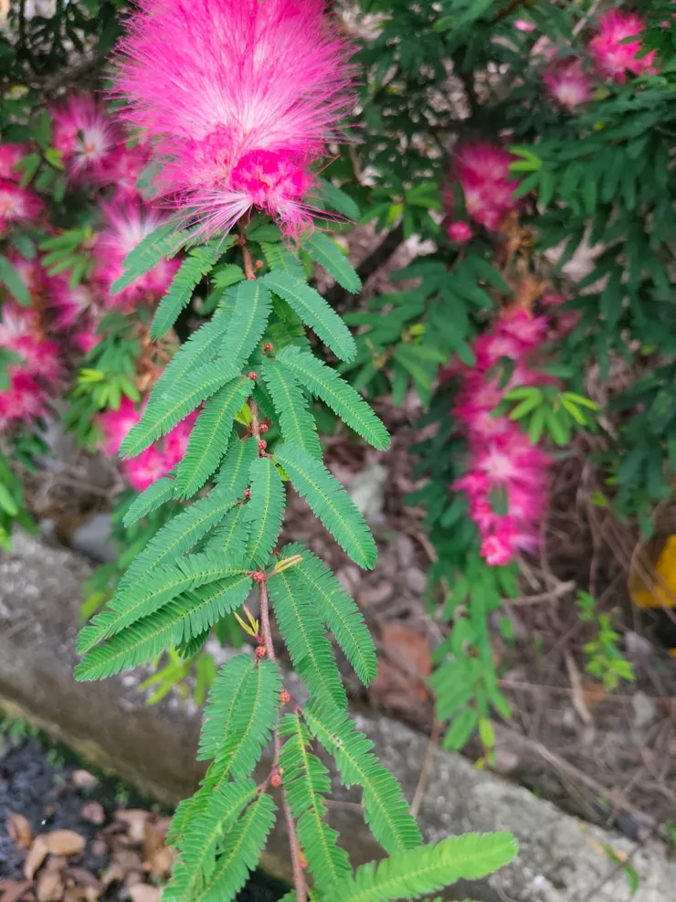 豆科植物葉片兩兩對生