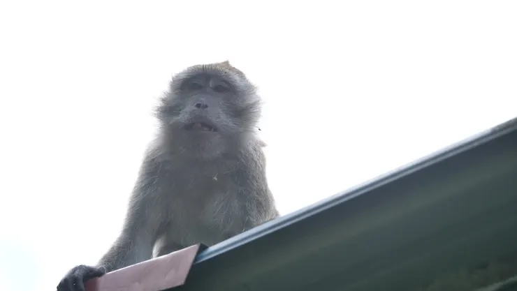 這猴子一直在攝影者上方徘徊