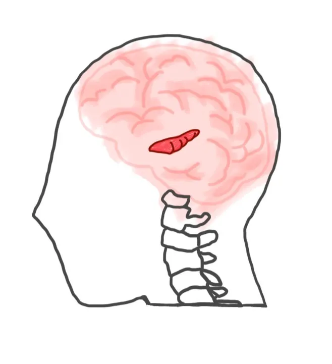 人腦中負責長期記憶—海馬迴的位置