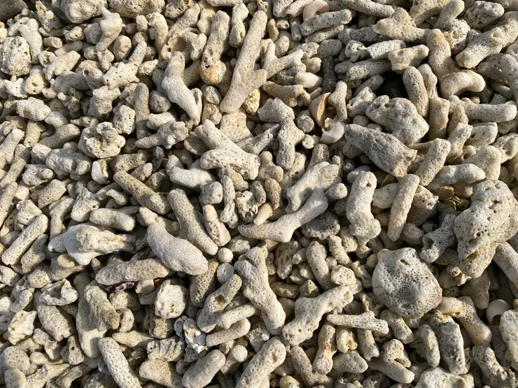 澎湖的珊瑚砂